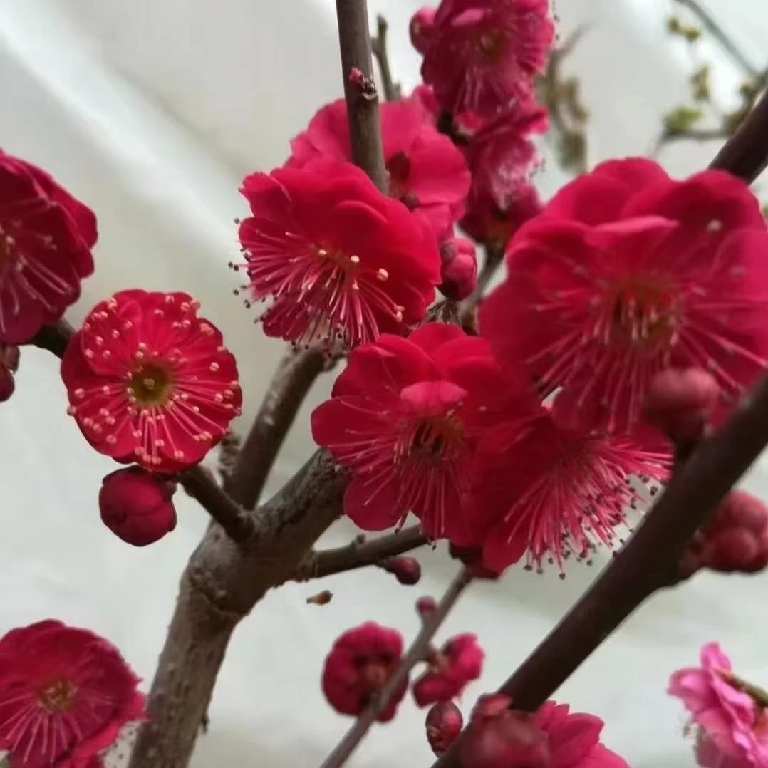 红梅花 盆景造型 冬天开花