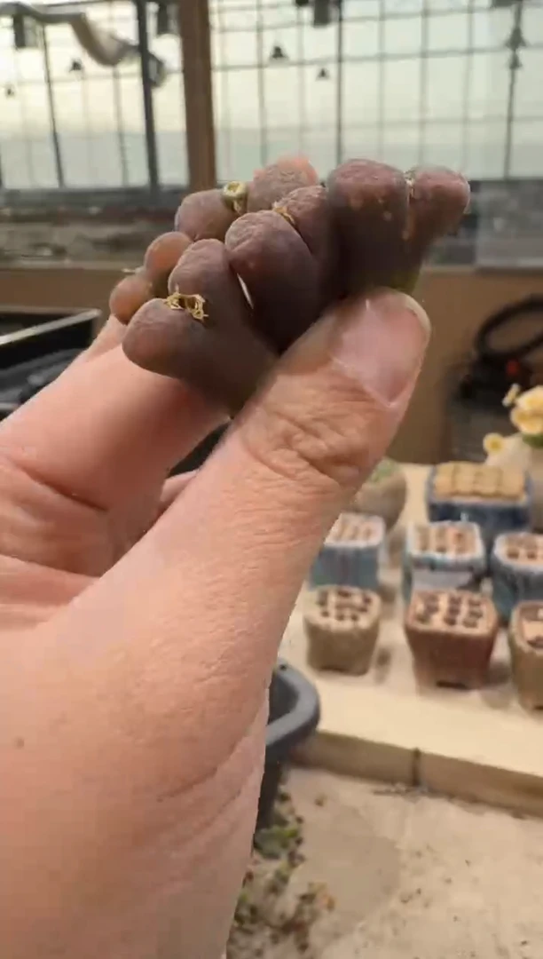 28-58多肉植物肉锥