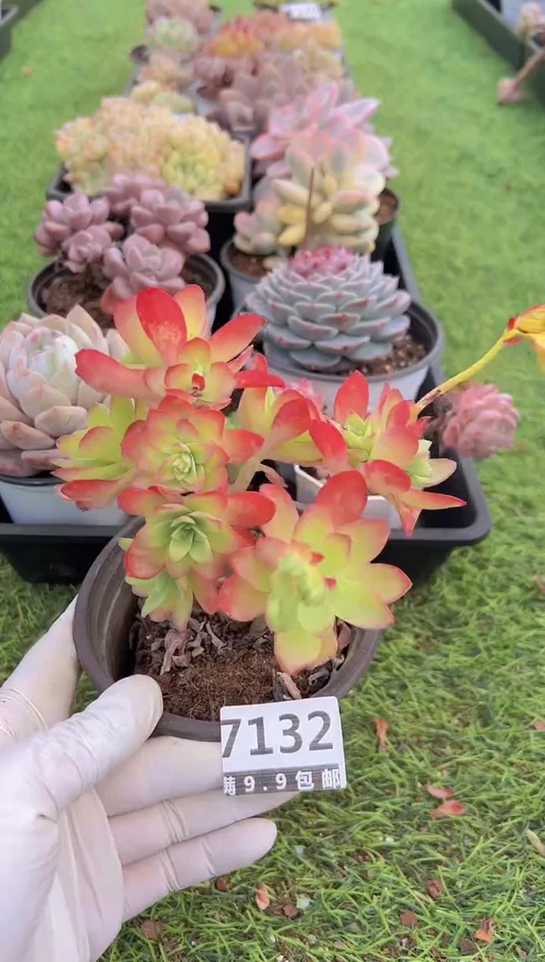 【闪购商品】信福多肉一物一拍