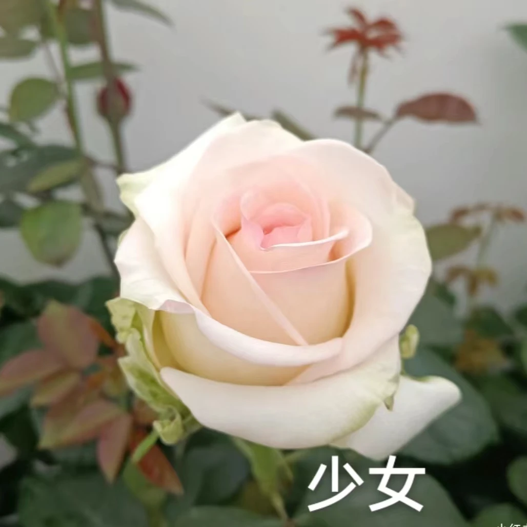 【少女大苗】月季四季灌木