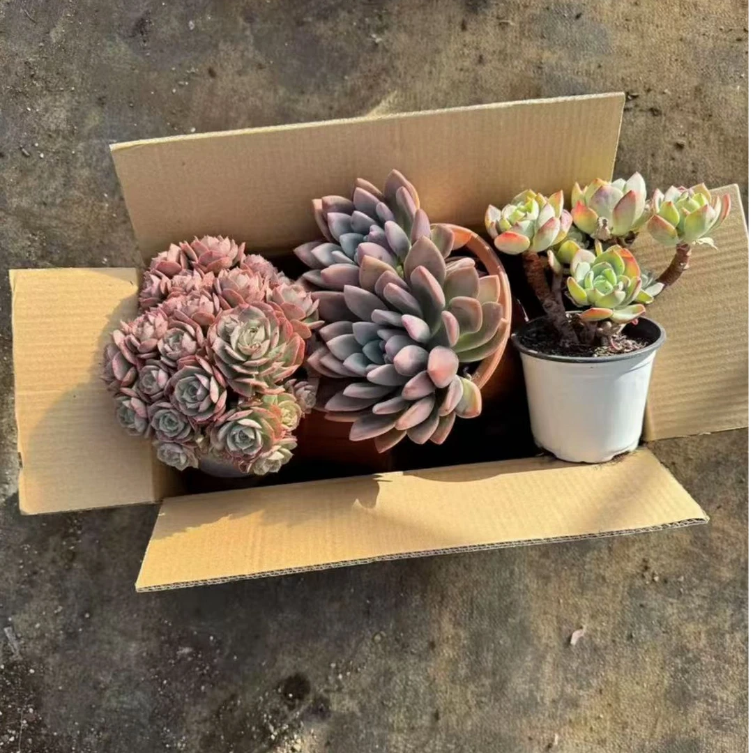 精品多肉    箱拍福利