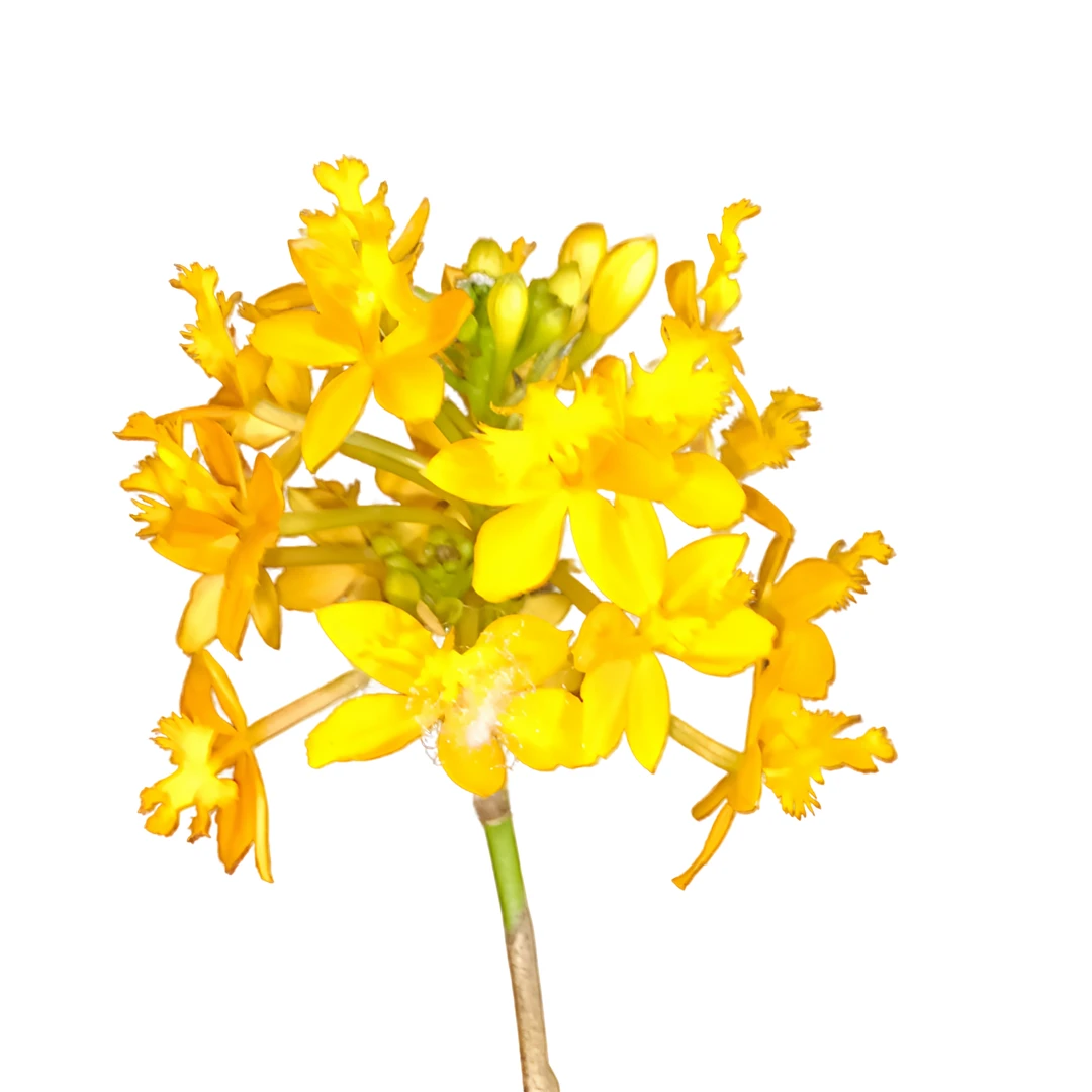 黄天霸树兰/室内兰花