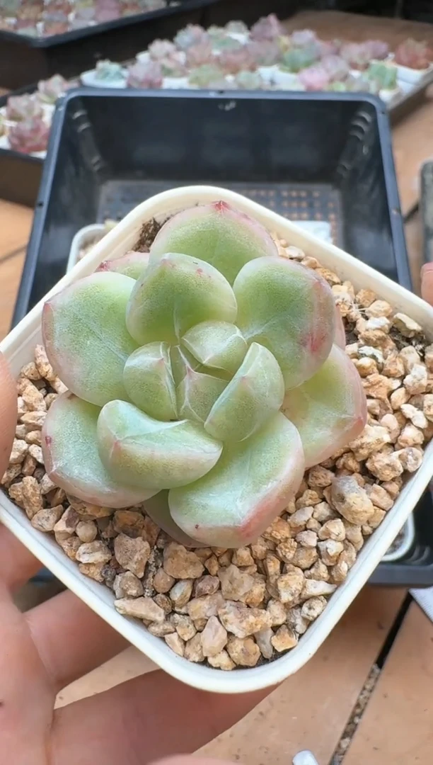 筐24珍妮杂交多肉 花卉植物08