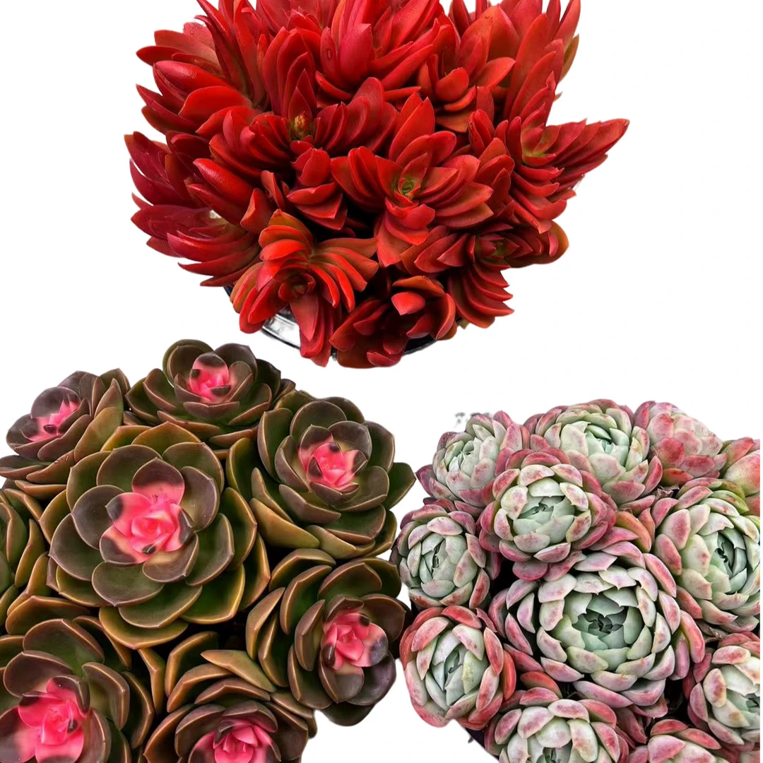 香水贝瑞+爱莎公主+红百合带盆带土新手简单好养