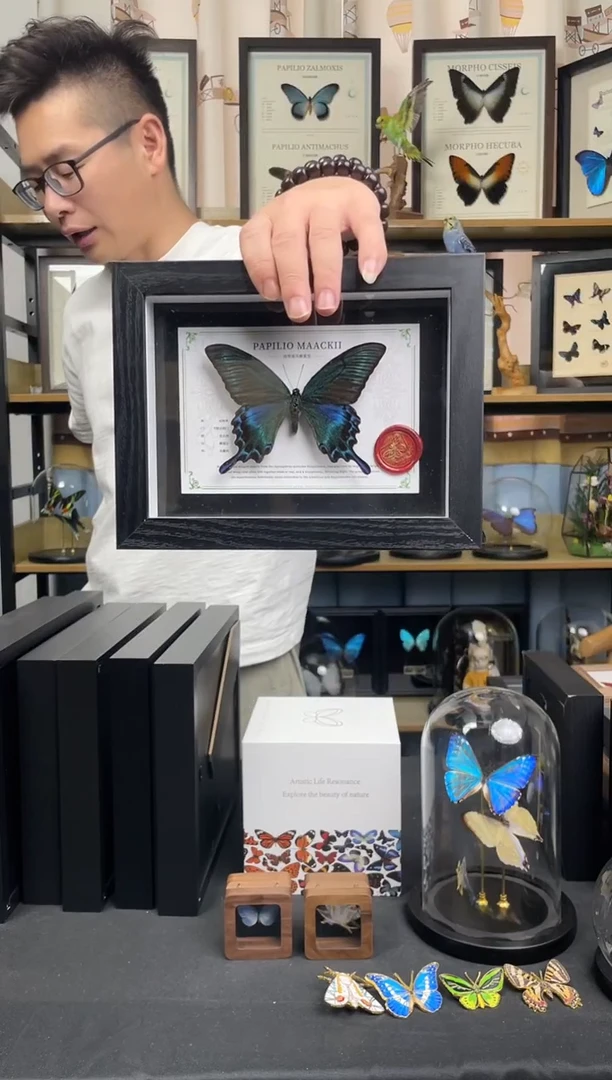 绿带翠凤蝶夏型【8寸黑框】-国风版