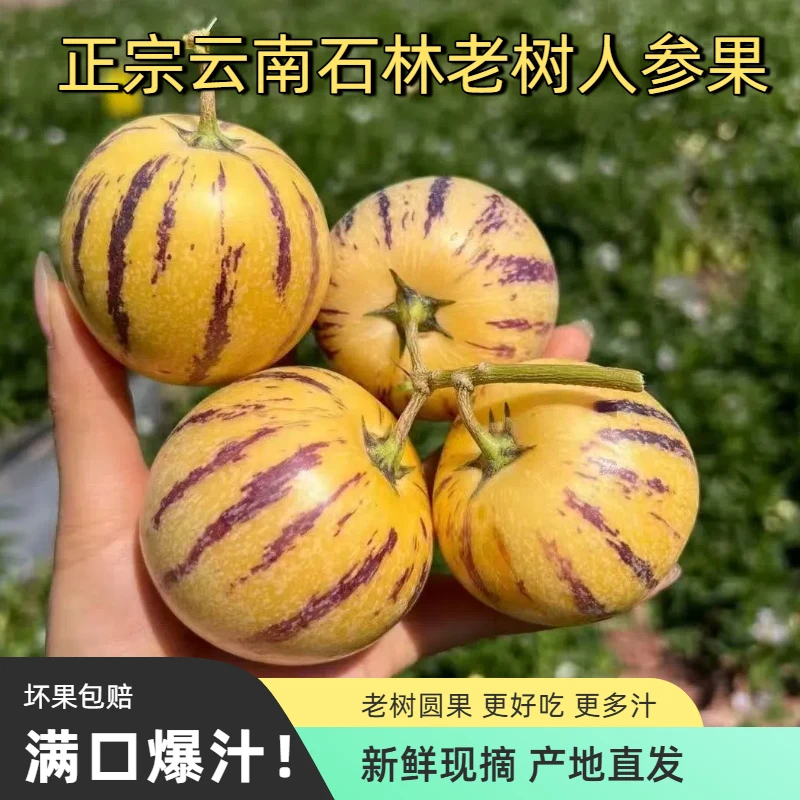 云南石林人参果树上熟正宗黄肉圆果果新鲜清甜多汁应季水果直发md