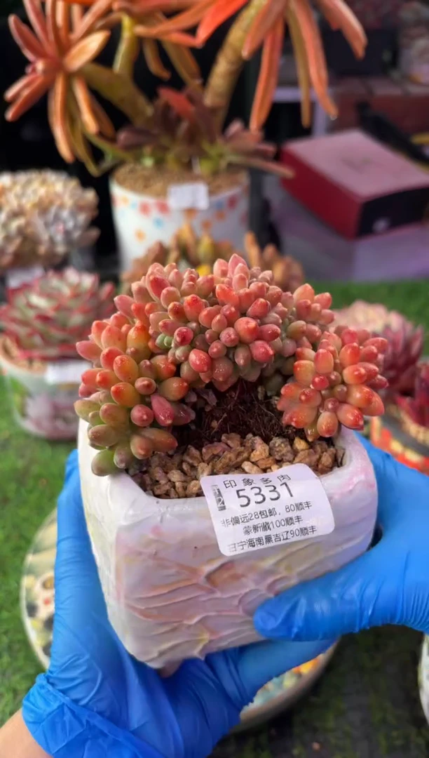 昆明印象多肉5331