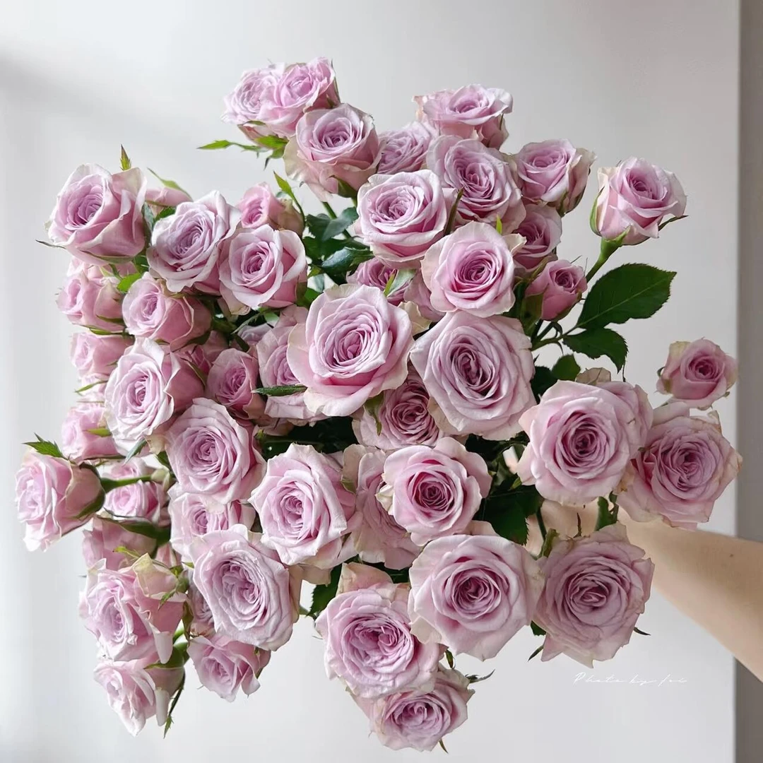 【莱拉紫色多头泡泡】  全场任意两单京东包邮（一单要+5元运费）