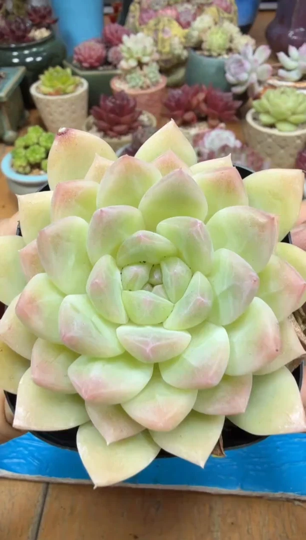 东云多肉园二店-13