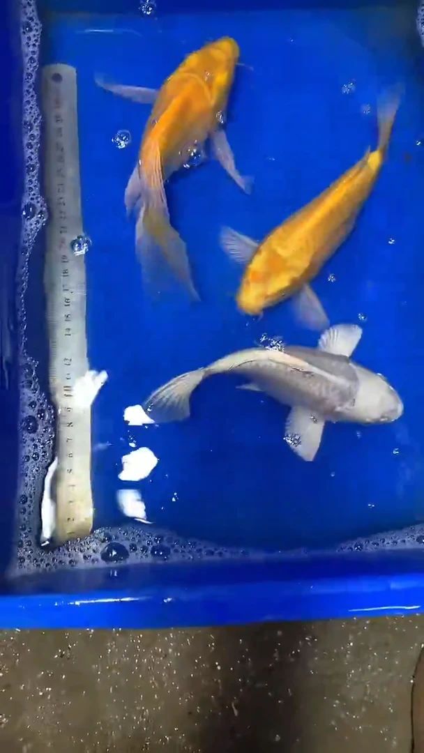 蝴蝶鲤鱼蝴蝶鲤直播选鱼专用链接 凭开箱视频售后