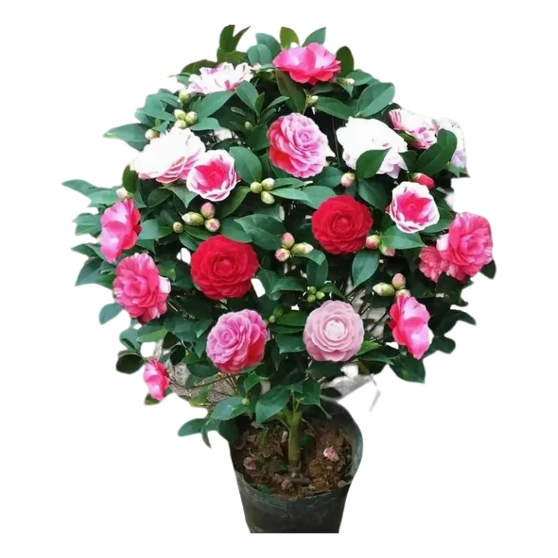 茶花树苗五色赤丹小苗庭院大型耐寒绿化风景花卉树盆栽茶花苗盆栽