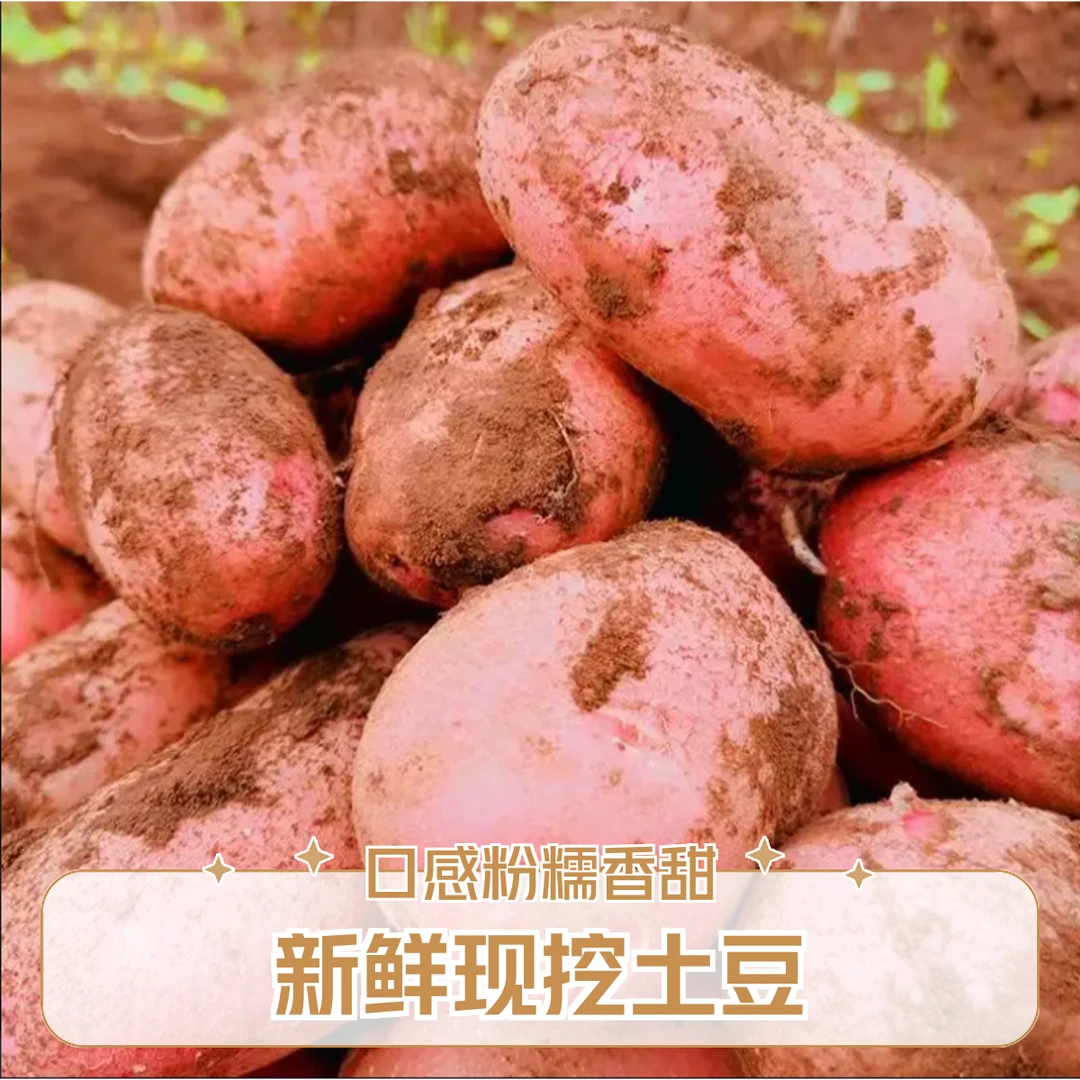 云贵高原特产红皮黄心土豆马铃薯洋芋