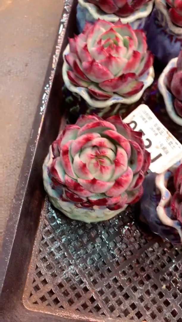 d****m052J（一物一拍，精品多肉，w所见即所得 ）