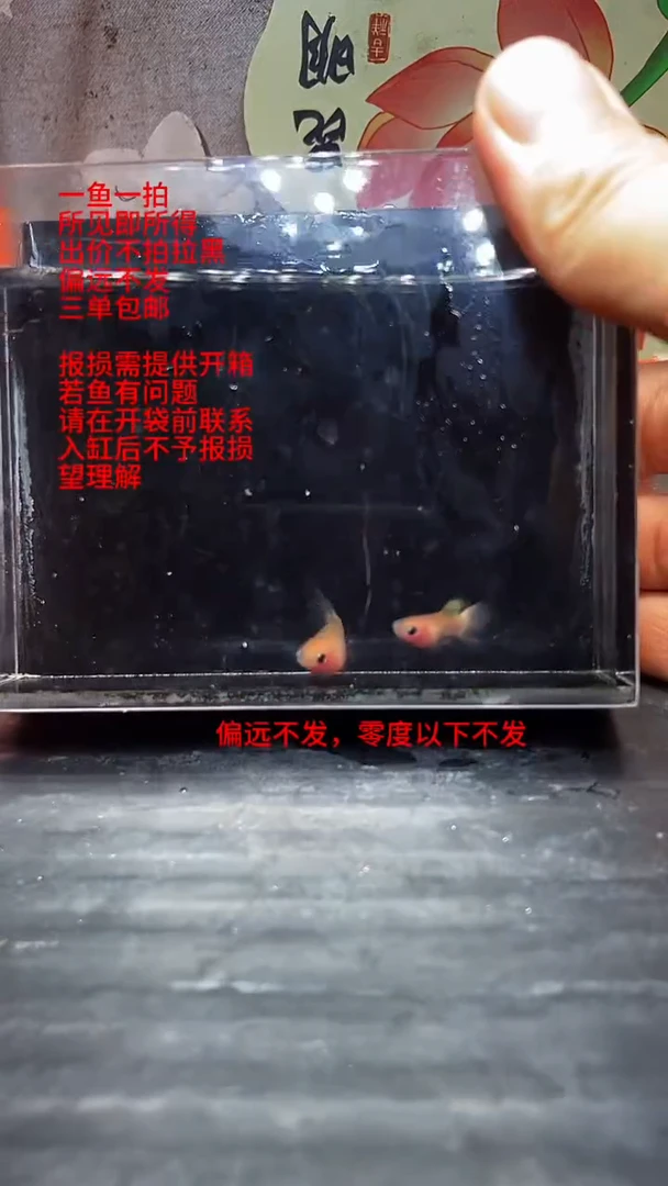 孔雀鱼孔雀鱼 07