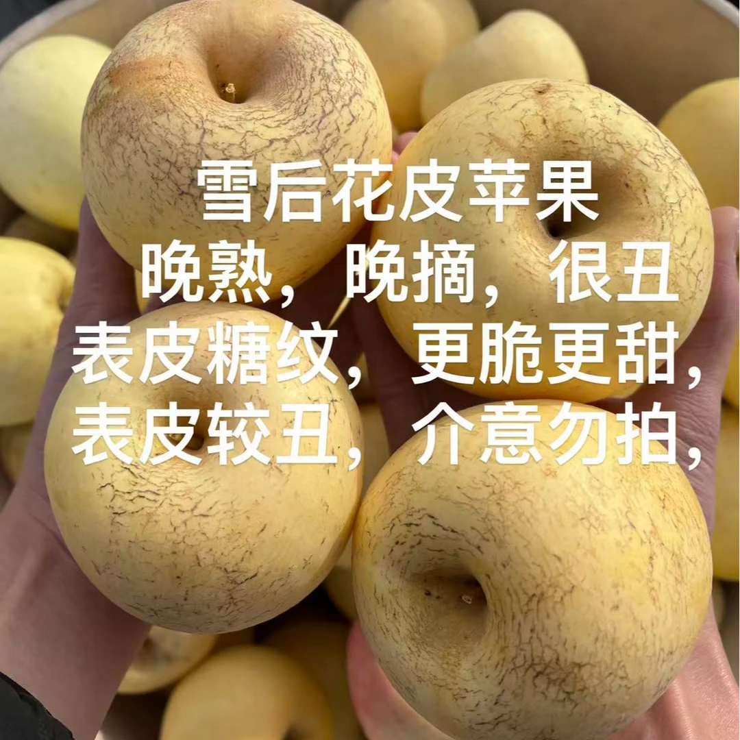 【脆甜】2025年黄金奶油苹果脆甜新鲜水果5斤烟台苹果