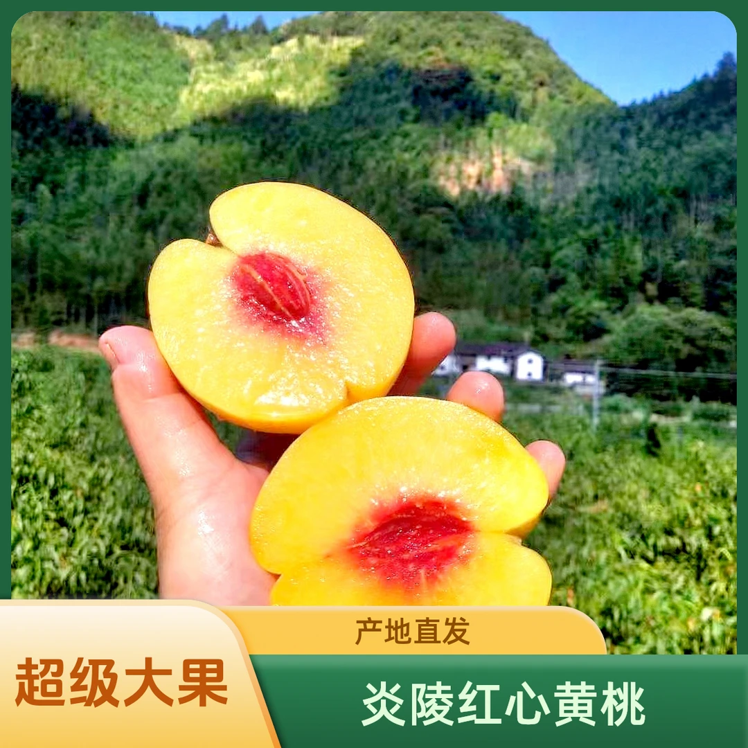 【炎陵黄桃】正宗炎陵高山黄桃超大果新鲜上市现摘水果香脆甜可口