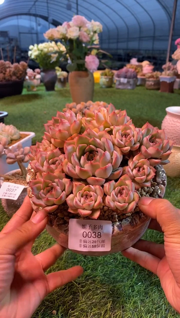 0038aa（满28包邮发货）