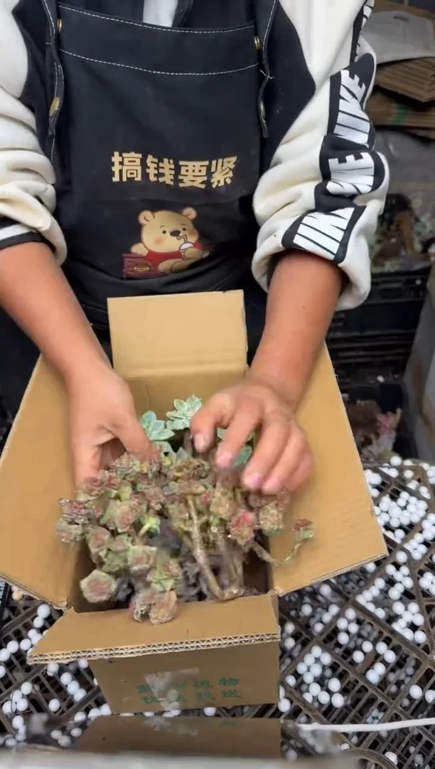 多肉砍头箱装，包邮不售后
