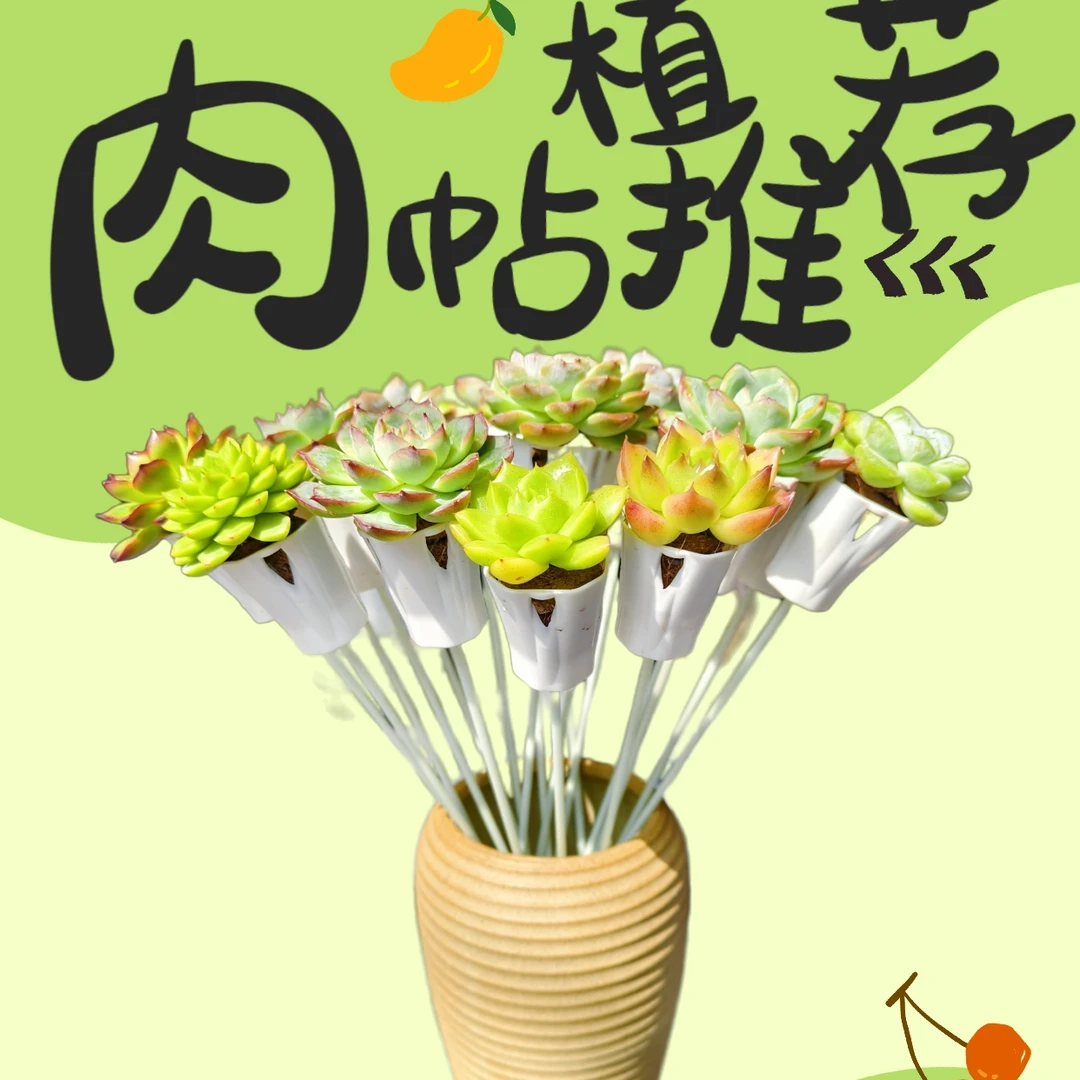 精品无土栽培多肉植物含盆室内好养绿植