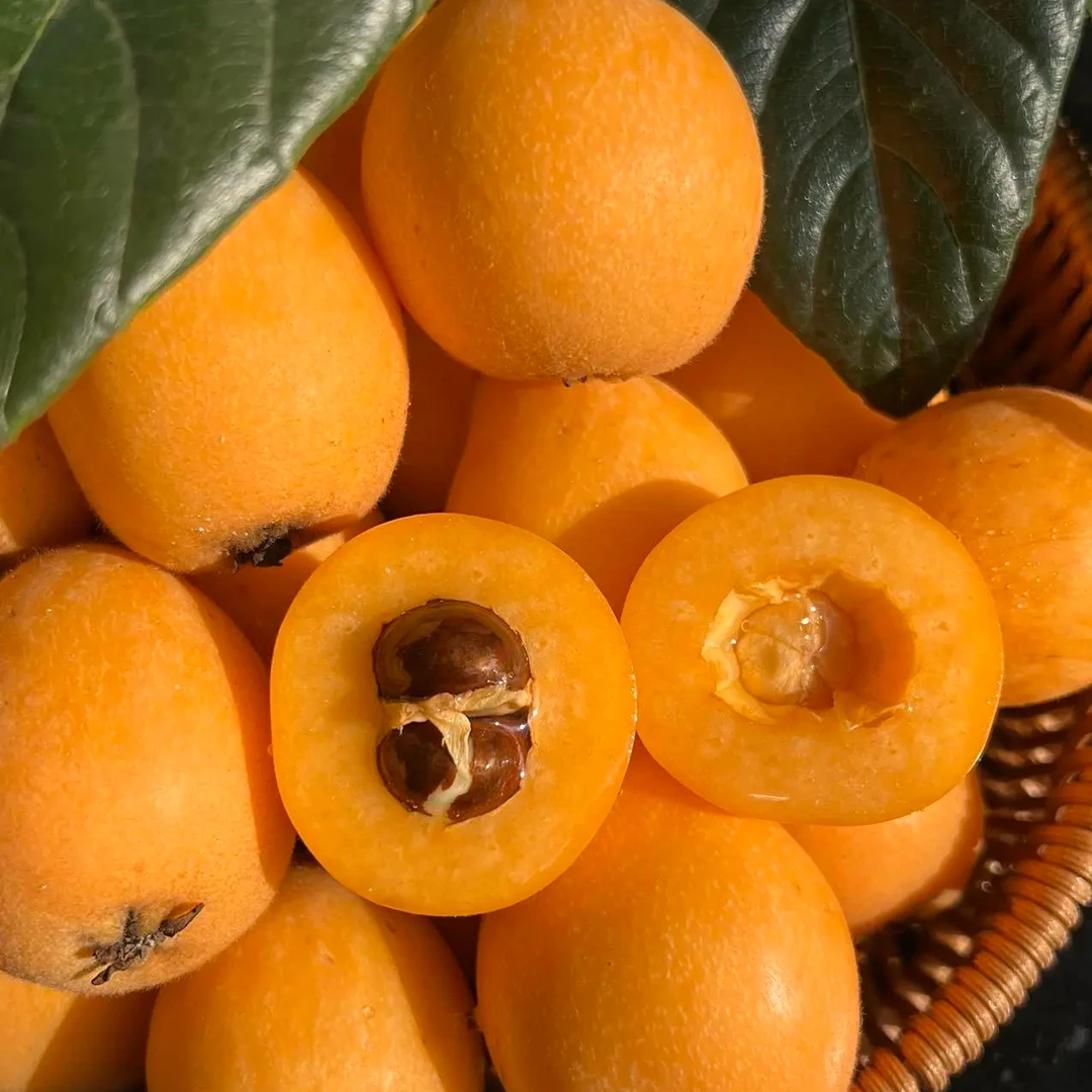 攀枝花米易五星大枇杷 当季新鲜