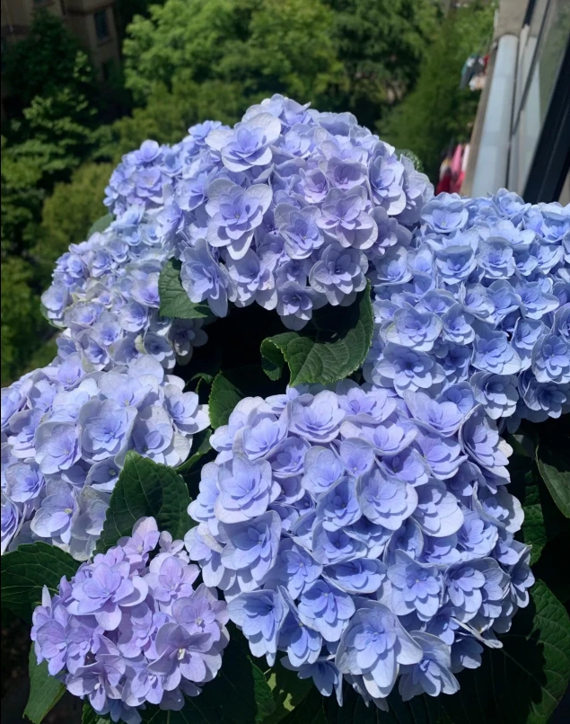 佛罗伦蒂娜-重瓣蓝紫色绣球花可变色室内绿植盆栽地栽花期长易养