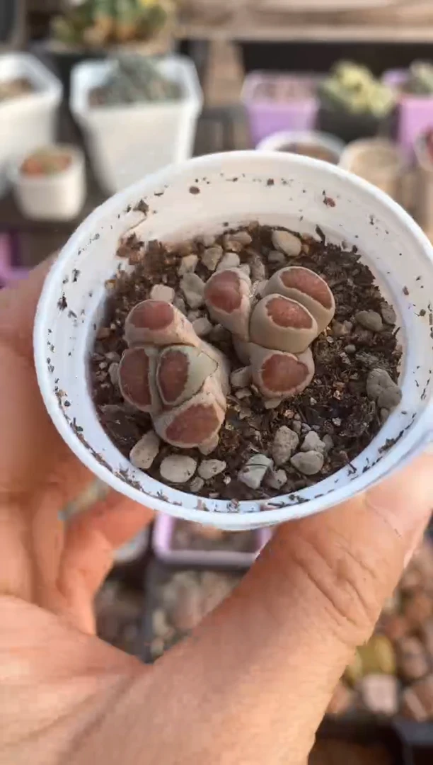 【闪购商品】6256直播一物一拍