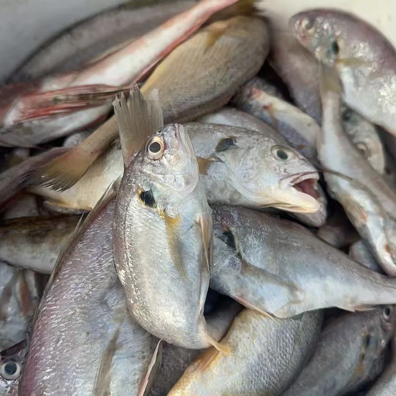 日照港新鲜海捕鱼 杂鱼直播间专属（拍下备注）60-100