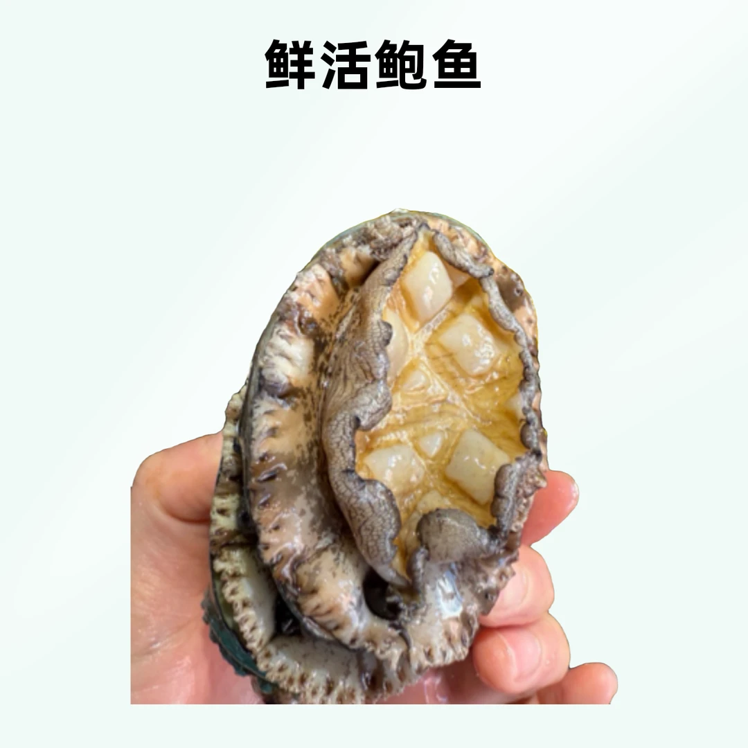 【鲜活八头鲍4个装】