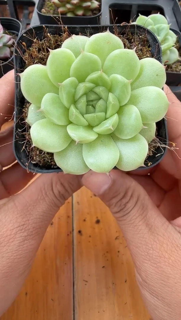 东云多肉园二店-244