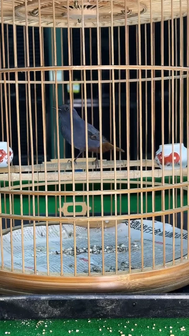 16号 小石燕养笼0元起拍