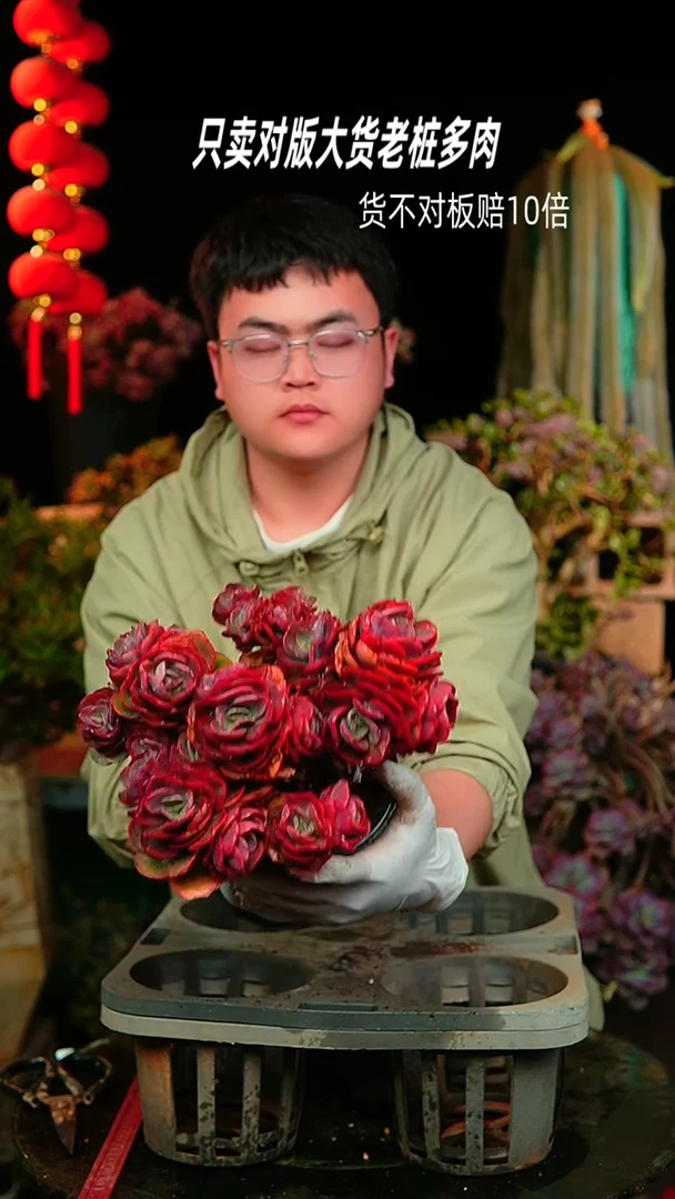 【闪购商品】21号小叶秀妍