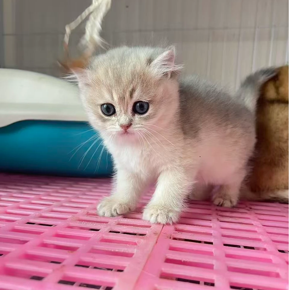 宠物猫蓝猫蓝白金银渐层猫咪