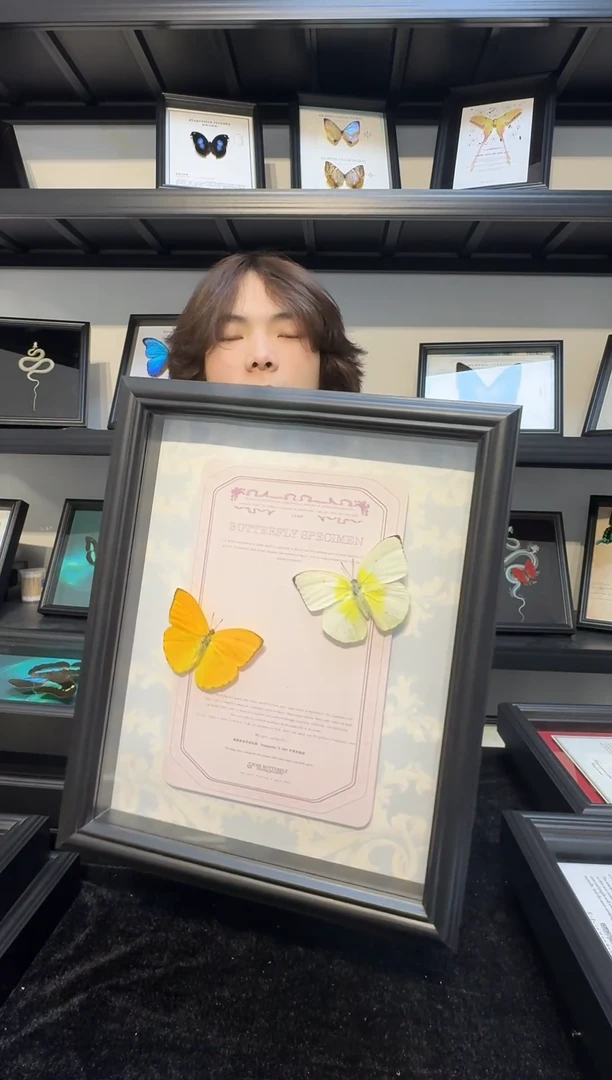 玻璃真实蝴蝶标本