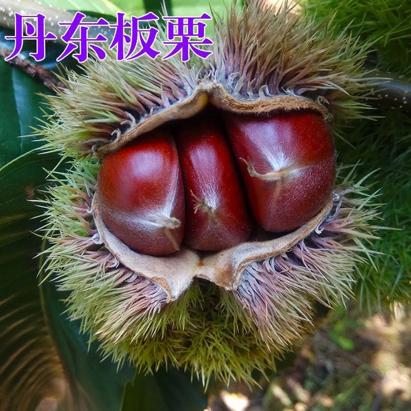 板栗树苗嫁接丹东板栗树苗 南北方盆栽地栽种植-2--3年苗买一送一