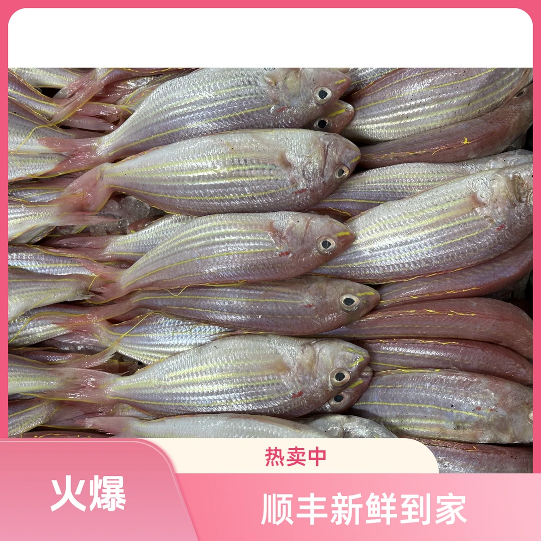 金线鱼 顺丰新鲜到家