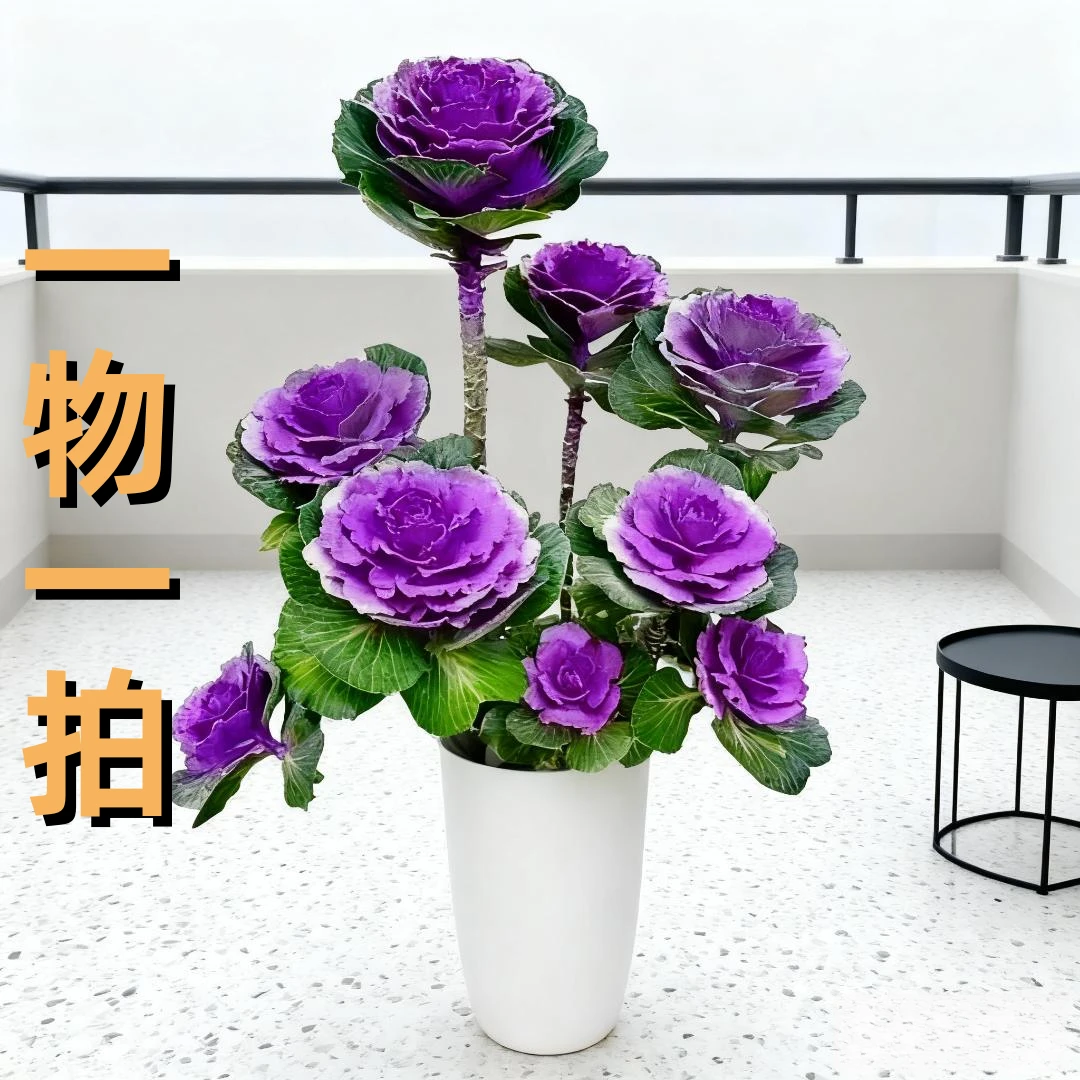 【一物一拍多头】精品多头羽衣甘蓝