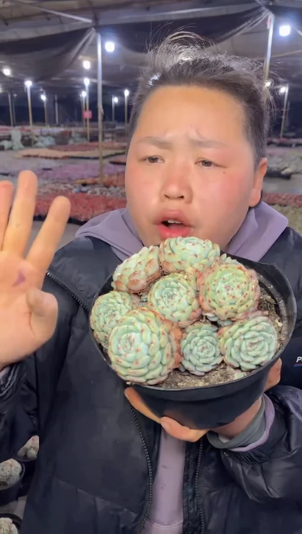 【闪购商品】94-大号白胖子叶展14-16CM9.9