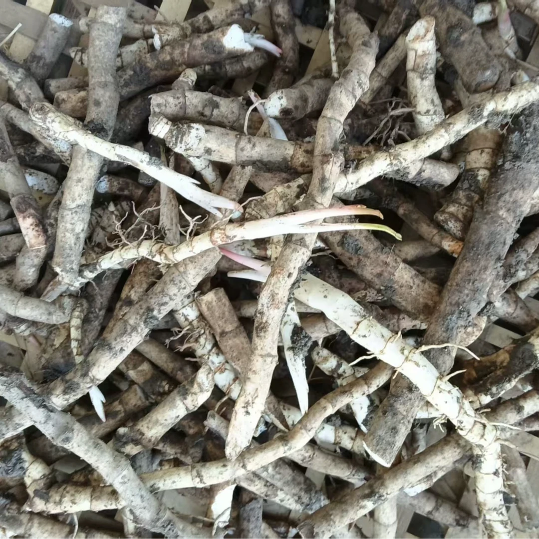 新鲜盆栽根茎清干草利水根30节一袋装