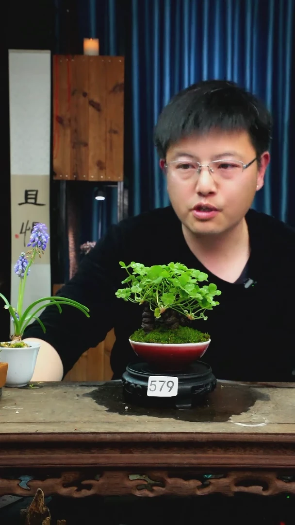 【闪购商品】苔藓微景观579号