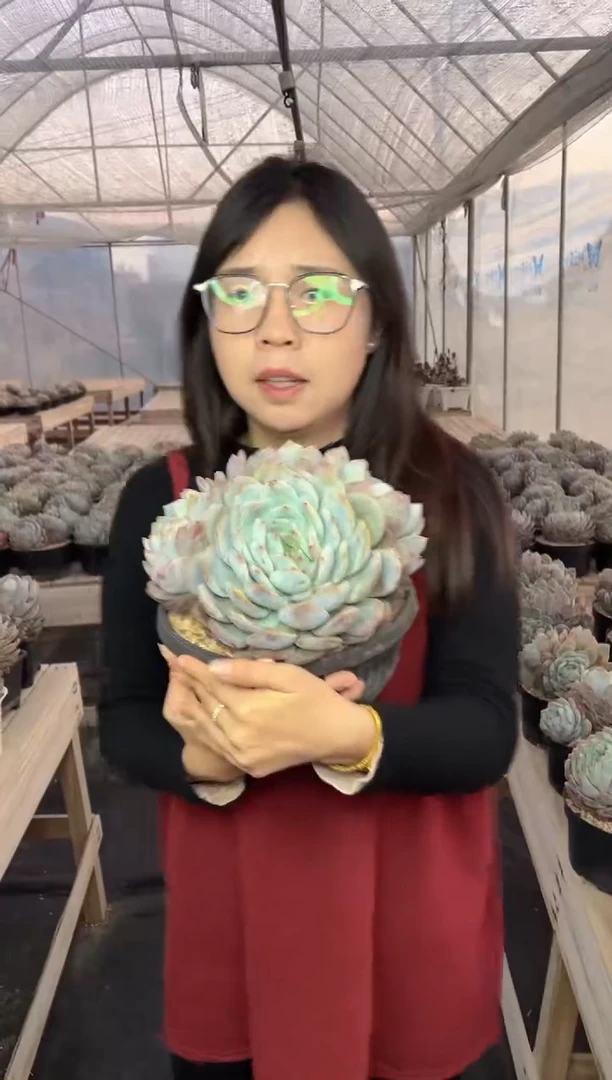 【闪购商品】46-四头起大梦露带盆土19.99