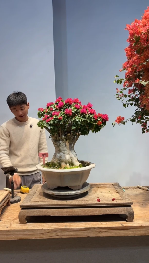 以实际为准飞三角梅49