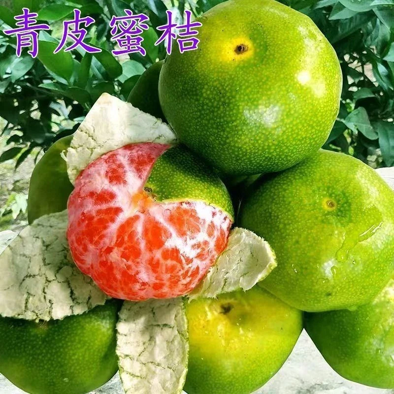 新品种青皮蜜桔苗+日南一号桔苗早熟青柑橘苗+嫁接无核蜜桔子树苗