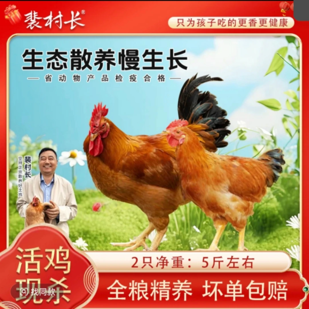 【父子组合】裴村长一只梨园散养大公鸡一只童子鸡爆炒现杀现发