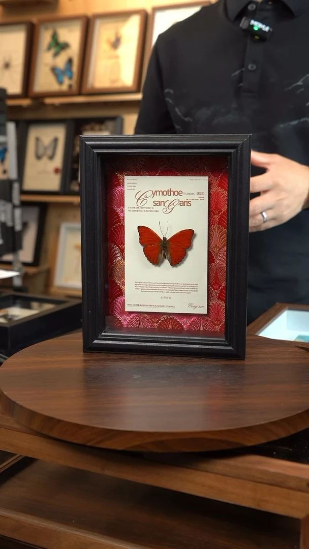 血漪蛱蝶红色刺绣款7寸竖