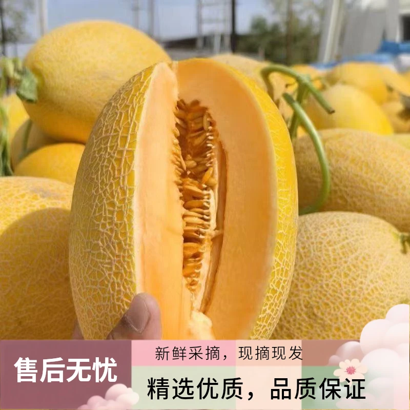 哈密瓜新疆直发金色年华金海蜜头茬应季水果新鲜现摘现发顺丰包邮