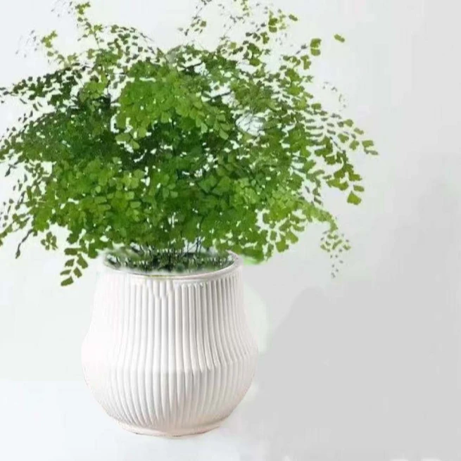 铁线蕨盆栽净化空气吸甲醛植物办公室新房花卉室内绿植四季常青