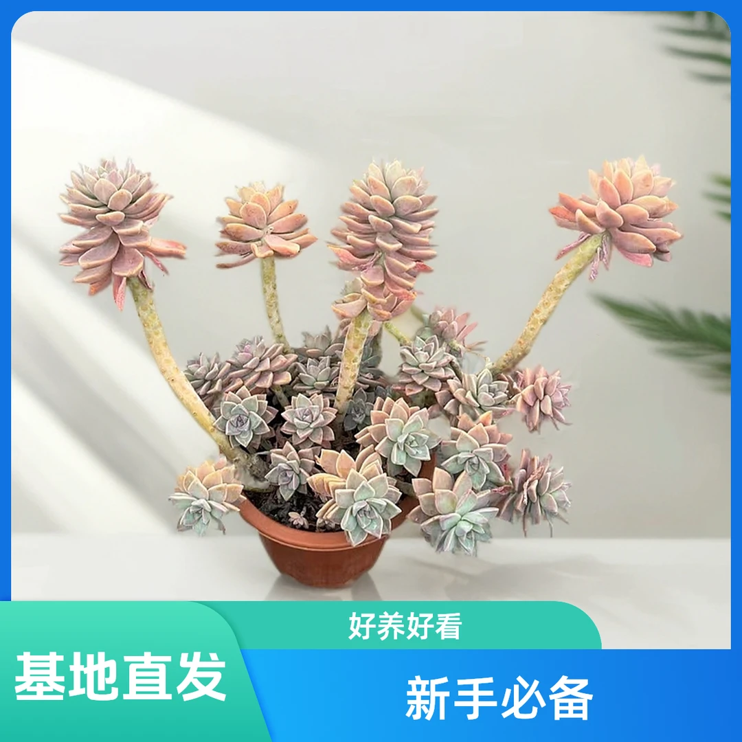 挚爱 大淡雪【不带盆土】 多肉植物