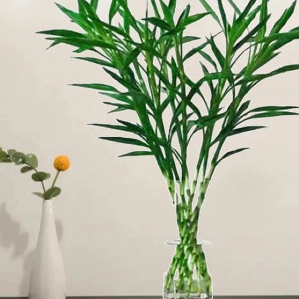 鲜切水培招财竹护眼室内卧室玄关轻奢绿植好养护桌面盆栽节节高升