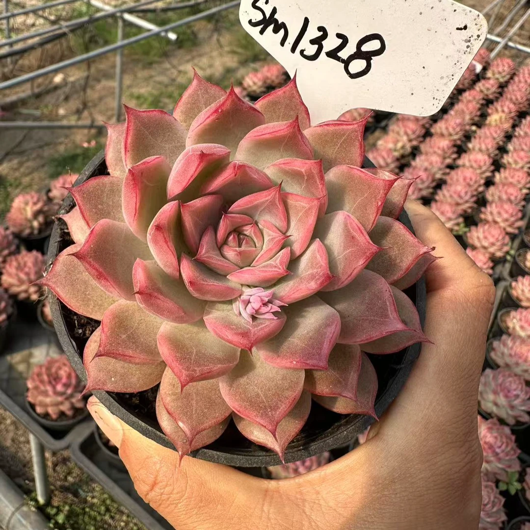 10#巴黎世家多肉植物前男友精品多肉SM1328