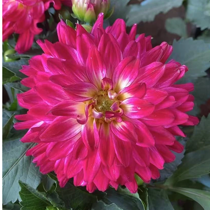 小丽花【红双喜】盆栽阳台庭院养殖多年生花期长多色颜值高